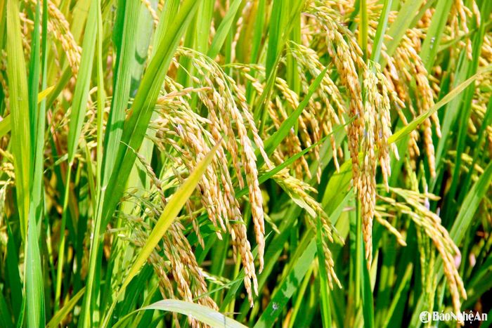 Mỗi năm, Nghệ An sản xuất trên dưới 180.000 ha lúa. Ảnh: Phú Hương