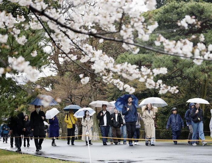 Du khách ngắm hoa anh đào ở Tokyo. Ảnh: Kyodo/TTXVN
