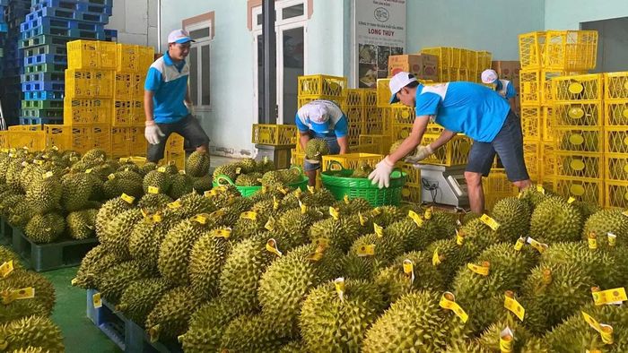 Năm 2024, rau, củ, quả các loại của Lâm Đồng xuất khẩu tăng 19,5%. Ảnh: Xuân Trung