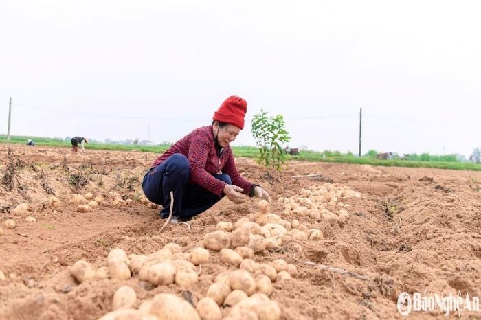 Bà Hồ Thị Hương, xóm 1, xã Diễn An phấn khởi: “So với trồng cây lạc, cây ngô, cây vừng… thì cây khoai tây cho thu nhập gấp 1,5 lần trên cùng đơn vị diện tích. Đặc biệt, nông dân chỉ việc trồng, chăm sóc cho tốt còn đầu vào, đầu ra đã có hợp tác xã, có doanh nghiệp lo”. Ảnh: T.P