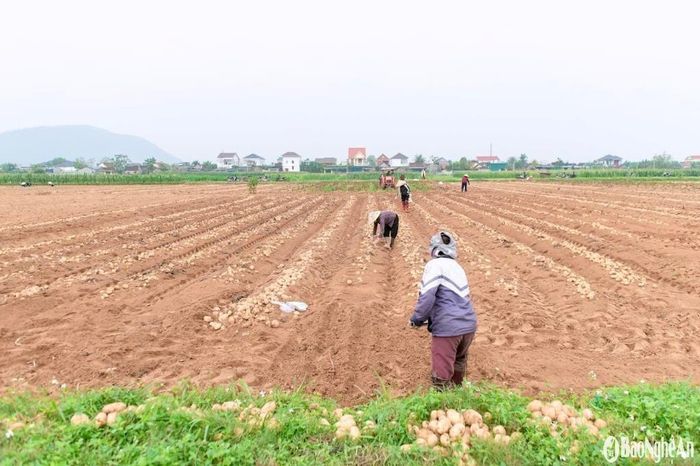 Đến vụ đông xuân 2025, diện tích đã tăng lên 20ha. Anh Trương Văn Thắng – Giám đốc hợp tác xã Diễn An cho biết: “Sự gia tăng về diện tích này phản ánh hiệu quả và tiềm năng kinh tế của mô hình liên kết. Sắp tới, diện tích trồng khoai tây sẽ còn được mở rộng, thu hút nhiều hộ dân tham gia”. Ảnh: T.P
