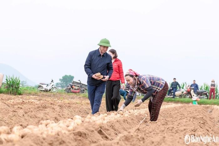 Vụ khoai tây năm nay được mùa, nông dân phấn khởi thu hoạch. Ảnh: T.P