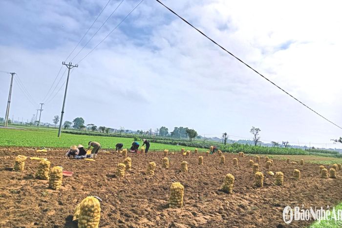 Đặc biệt, nhờ áp dụng đúng quy trình kỹ thuật, khoai tây đảm bảo không tồn dư thuốc bảo vệ thực vật, đáp ứng nhu cầu chế biến, tiêu dùng của người dân, doanh nghiệp trong nước cũng như xuất khẩu. Ảnh: T.P