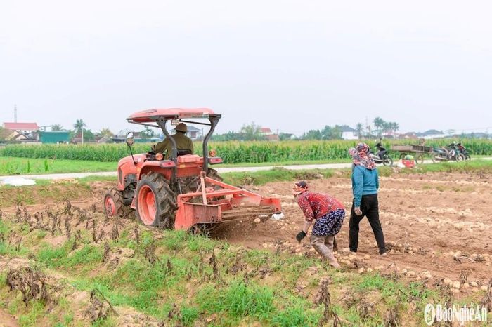 Nhiều khâu trong sản xuất khoai tây được cơ giới hóa nhằm giảm nhân công lao động, tăng giá trị kinh tế. Ảnh: T.P