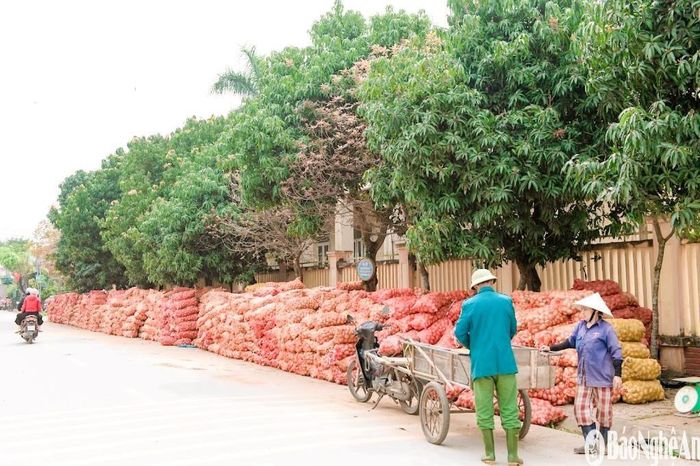 Sau khi thu hoạch, khoai tây đạt chuẩn được công ty liên kết bao tiêu toàn bộ với giá 8.000 đồng/kg, cao hơn năm ngoái 500 – 1.000 đồng/kg. Ảnh: T.P