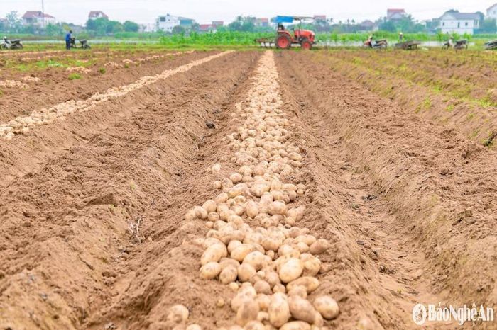Tham gia mô hình liên kết, nông dân trồng khoai tây được hỗ trợ tư vấn về kỹ thuật như giống mới, biện pháp canh tác tiên tiến, áp dụng quản lý dịch hại tổng hợp… tăng năng suất, chất lượng khoai. Ảnh: T.P