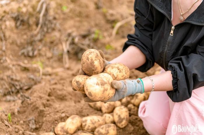 Mẫu mã, chất lượng, kích thước của củ khoai cũng đồng đều hơn. Ảnh: T.P