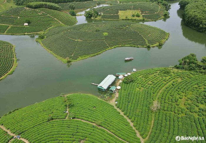 Đảo chè Cầu Cau được ví như “Hạ Long của xứ Nghệ” nhờ cảnh sắc sơn thủy hữu tình với những nét đặc trưng hiếm thấy. Đây vốn là hồ thủy lợi được xây dựng từ năm 1963, điểm nhấn là những đảo chè xanh mướt nổi bật giữa non xanh nước biếc, mang vẻ đẹp hoang sơ, lãng mạn. Ảnh: Huy Thư