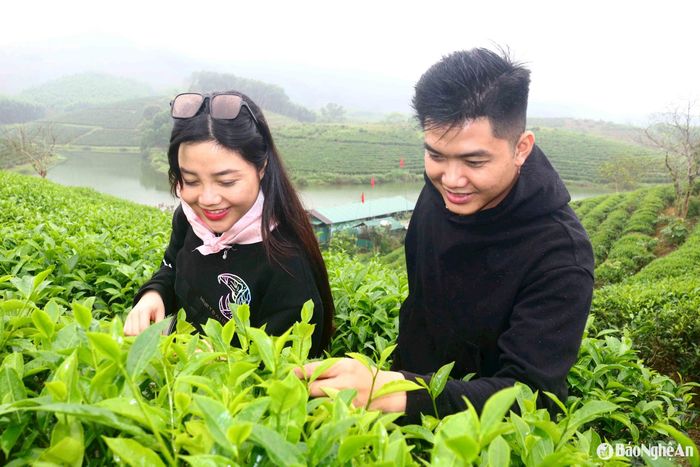 Tháng Tư về, những ngọn chè trên đảo xanh mướt, non tơ vươn mình tua tủa tạo nên khung cảnh nên thơ, tươi đẹp. Anh Nguyễn Thành Đạt (32 tuổi, quê Bến Tre) chia sẻ: “Lần đầu tiên đến đảo chè Thanh Chương, tôi thật sự ấn tượng với vẻ đẹp độc đáo, hiếm thấy ở nơi nào khác. Đồi chè thì nhiều địa phương đều có, nhưng đảo chè giữa hồ nước mênh mông như thế này thì rất đặc biệt. Tôi rất vui khi có mặt tại điểm du lịch nổi tiếng của xứ Nghệ đúng dịp nghỉ lễ”. Ảnh: Huy Thư