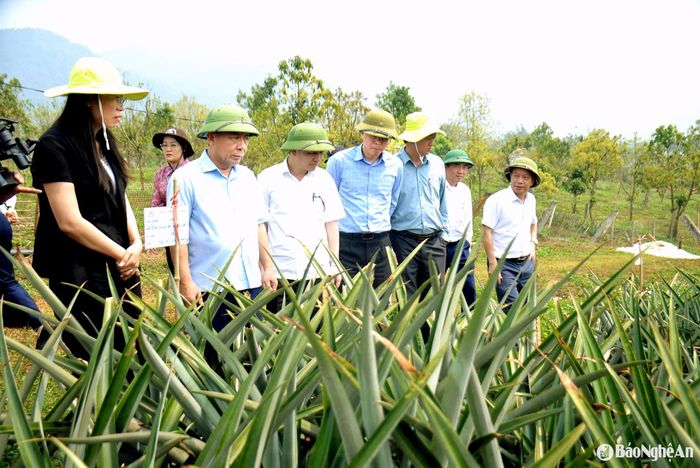 Phó Chủ tịch UBND tỉnh Nguyễn Văn Đệ tham quan mô hình trồng dứa tại xã Tri Lễ (Quế Phong). Ảnh: Xuân Hoàng