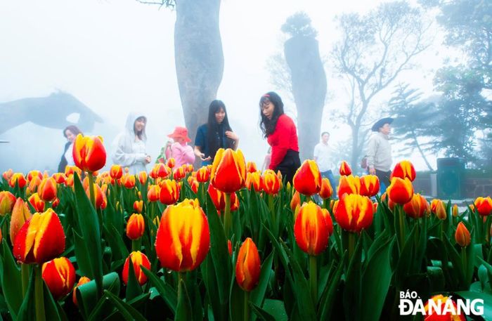 Những bông tulip đỏ vàng vươn cao khoe sắc dưới làn sương mờ ảo, tạo nên khung cảnh thơ mộng như một khu vườn cổ tích giữa núi rừng.