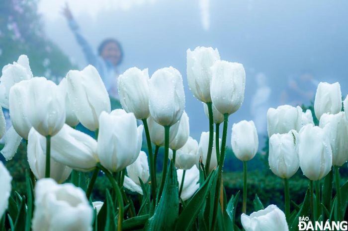 Vườn tulip trắng tinh khôi.