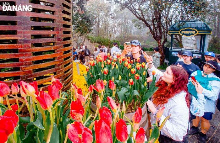 Những du khách nước ngoài thích thú ghi lại hình ảnh tuyệt đẹp của mùa hoa tulip trên đỉnh Bà Nà, nơi được ví như Hà Lan thu nhỏ giữa núi rừng Việt Nam.