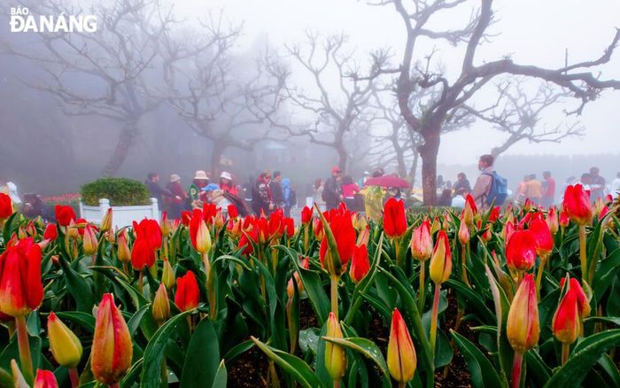 Mùa xuân giữa rừng sương - Những hàng tulip đỏ nổi bật giữa không gian huyền ảo của những tán cây khô trơ cành, tạo nên vẻ đẹp đối lập giữa sức sống của mùa xuân và sự tĩnh lặng của thiên nhiên.