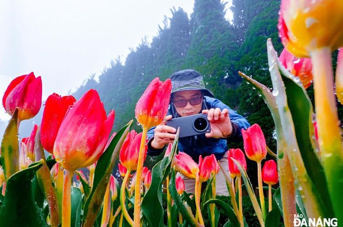 Một du khách đam mê nhiếp ảnh đang ghi lại khoảnh khắc tuyệt đẹp của những bông tulip giữa tiết trời se lạnh, sương phủ lãng đãng trên đỉnh Bà Nà.