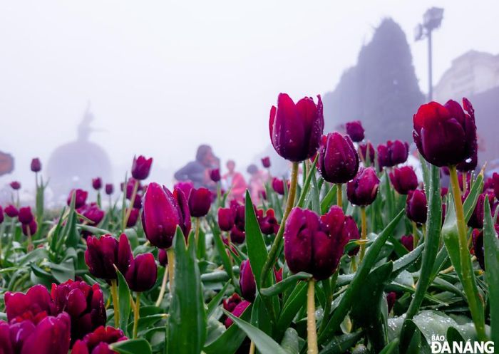Tulip tím huyền bí giữa trời sương.