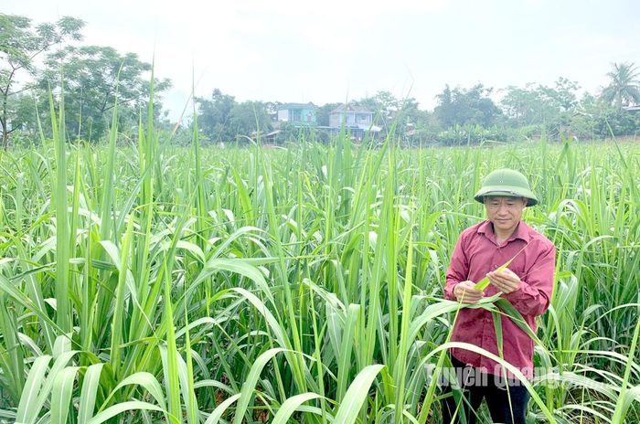 Công ty cổ phần Mía đường Sơn Dương (Sơn Dương) liên kết với hộ dân để tích tụ ruộng đất mở rộng vùng nguyên liệu.
