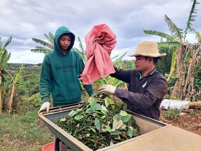 Ngày 9-4, giá hồ tiêu thu mua trong nước bất giờ lao dốc