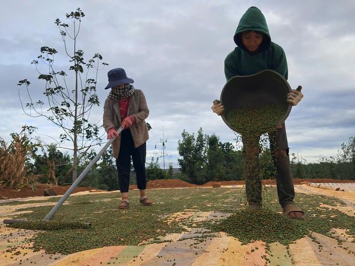 Nông dân xã Đắk Som, huyện Đắk Glong (tỉnh Đắk Nông) tiến hành phơi tiêu, sau khi thu hái trên vườn