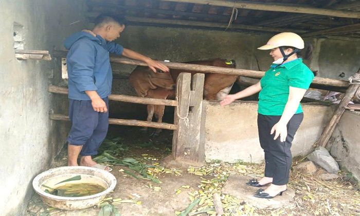 Hội Nông dân xã Quỳnh Lâm kiểm tra mô hình chăn nuôi bò sinh sản của các hộ dân.