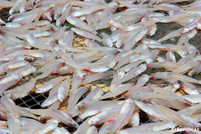 Cá cơm tươi sau khi nhập về sẽ được rửa sạch, phơi ráo nước và cho lên vỉ nướng. Ảnh: Q.A