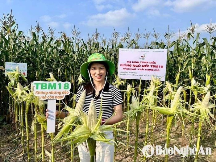 Giống ngô TBM 18 có hiệu quả cao của tập đoàn ThaiBinh Seed. Ảnh: P.V