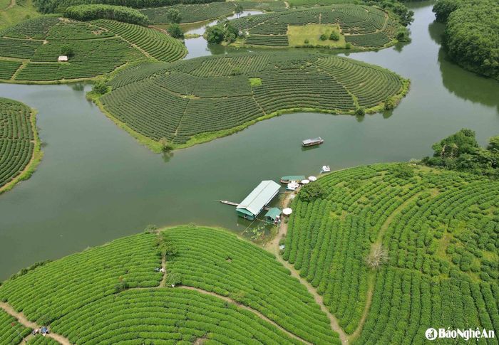 Đảo chè Cầu Cau được ví như “Hạ Long của xứ Nghệ” nhờ cảnh sắc sơn thủy hữu tình với những nét đặc trưng hiếm thấy. Đây vốn là hồ thủy lợi được xây dựng từ năm 1963, điểm nhấn là những đảo chè xanh mướt nổi bật giữa non xanh nước biếc, mang vẻ đẹp hoang sơ, lãng mạn. Ảnh tư liệu Huy Thư