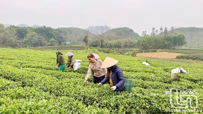 Thái Nguyên phấn đấu đến năm 2030 có 70% tổng diện tích chè được cấp mã số vùng trồng.