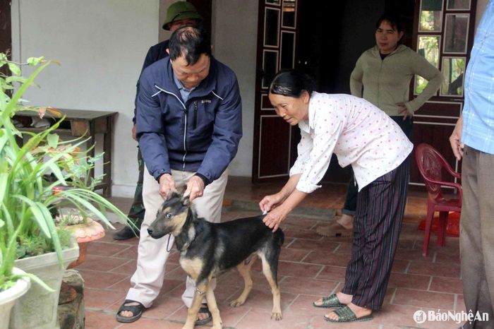 Trong quá trình tiêm phòng, đôi khi cán bộ thú y gặp rủi ro, có thể bị vật nuôi hung dữ tấn công. Ảnh: Xuân Hoàng