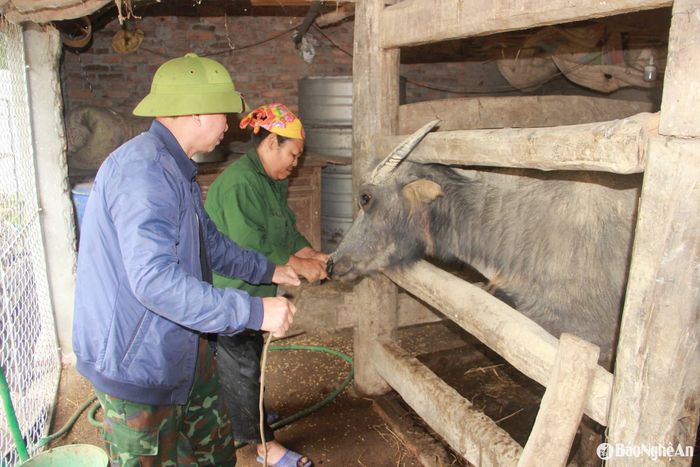 Đối với trâu, bò, bắt buộc phải dùng dây thừng để cột chặt. Ảnh: Xuân Hoàng