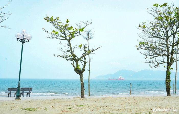 Trên bãi biển Cửa Lò, những cây bàng đang mướt mát vươn mình, từng chồi non xanh biếc như những lời chào nồng nhiệt gửi đến mùa du lịch mới. Ảnh: Minh Quân