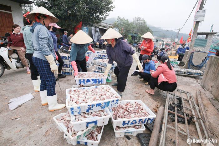 Bí quyết giúp giữ được độ tươi, giòn, ngọt cho mực được ngư dân truyền từ đời này sang đời khác là luộc mực ngay trên tàu sau mỗi mẻ lưới. Nhờ đó, giá bán cũng cao hơn, được thương lái ưa chuộng hơn. Ảnh: T.P
