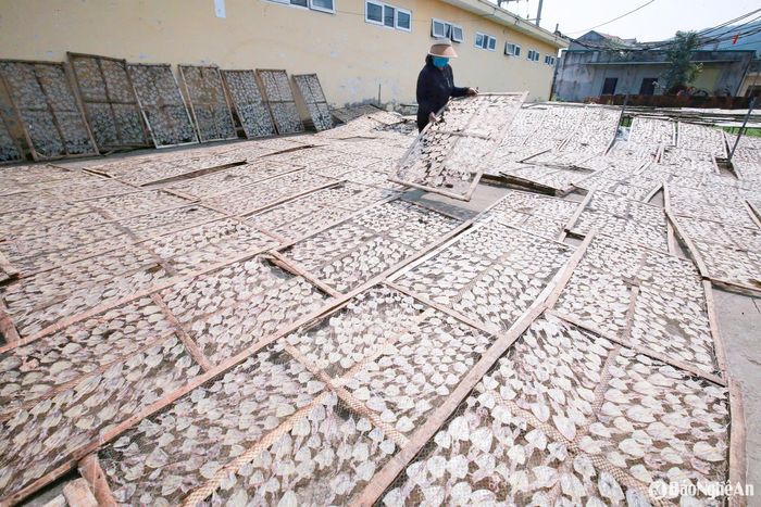 Trong đó, mực một nắng, mực khô – những đặc sản biển của Nghệ An được phơi ngay sau khi sơ chế, trở thành món quà được du khách ưa chuộng. Ảnh: T.P
