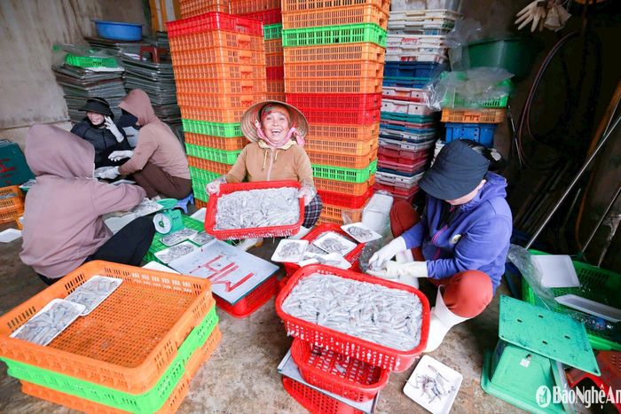Từ những mẻ mực tươi rói ngoài khơi đến khay hàng cấp đông sẵn sàng theo chân du khách, mỗi công đoạn đều ghi dấu bàn tay cần cù, khéo léo của người dân vùng biển. Những nụ cười rạng rỡ sau chuyến biển “trúng đậm” là minh chứng sống động cho một mùa biển bội thu, đầy hy vọng. Ảnh: T.P