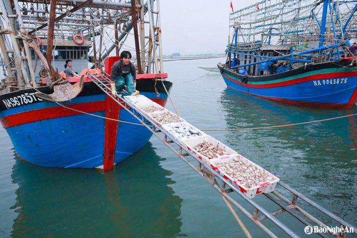 Đầu mùa du lịch, ngư dân trúng đậm mực, giá bán cao nên ai cũng phấn khởi. Ngư dân Nguyễn Văn Sơn, chủ một tàu cá ở phường Quỳnh Phương cho biết: “Sau 5 ngày ra khơi, thuyền trúng 4 tấn mực cùng các loại cá hố, cá thu, cá trỏng. Trừ chi phí, mỗi thủy thủ có thu nhập 6 triệu đồng”. Ảnh: T.P