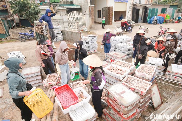 Mực được vận chuyển lên bờ, thương lái chen chân thu mua ngay tại cảng để kịp cung ứng cho các nhà hàng, chợ đầu mối. Ảnh: T.P