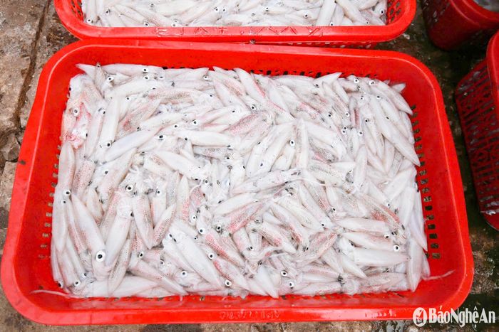 Mực sim luộc, mực ống… đang là mặt hàng được ưa chuộng đầu mùa du lịch, giá bán dao động từ 150.000 đến 250.000 đồng/kg. Ảnh: T.P
