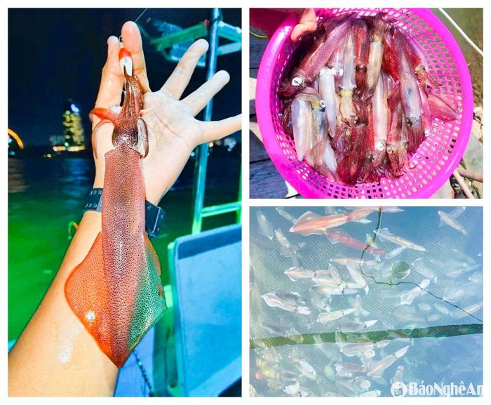 Đặc biệt, ở Cửa Lò (TP.Vinh) với đặc thù câu mực đêm, đánh bắt gần bờ nên ngư dân tìm cách nuôi sống mực trong khoang thuyền. Những con mực về đến bờ đang bơi, khi bắt lên bán vẫn còn tươi sống, bật tanh tách, mắt và những đốm trên thân ánh lên những mảng màu lấp lánh nên được gọi là "mực nhảy" hay “mực nháy”. Giá bán lên đến 350.000 - 500.000 đồng/kg. Ảnh: T.P