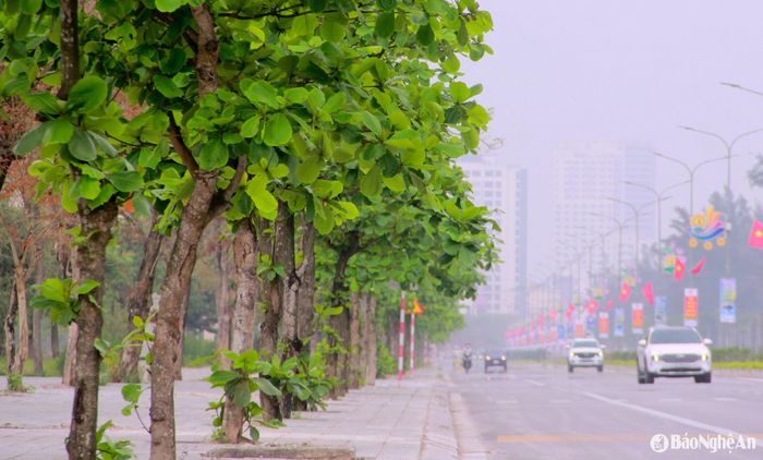 Hệ thống cây xanh tại biển Cửa Lò được chăm sóc tốt, đảm bảo môi trường xanh - sạch - đẹp tại phố biển. Ảnh: Q.A