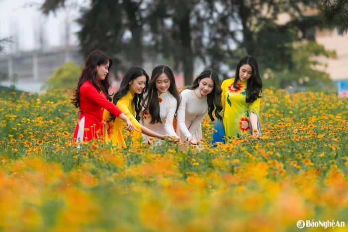 Ven biển Cửa Lò thời điểm này, hoa cúc biển đã bung nở đồng loạt, phủ một sắc vàng tươi tắn. Ảnh: Đức Anh