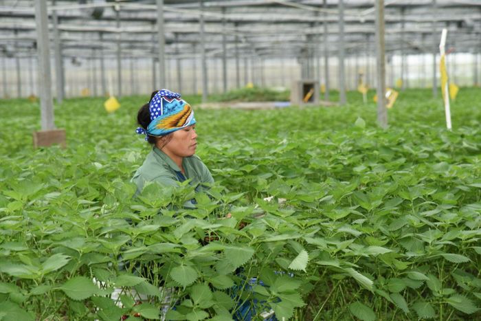 Quỹ Hỗ trợ phát triển HTX cần tiếp tục cải tiến thủ tục cho vay theo hướng gọn, nhanh, minh bạch để đồng hành, hỗ trợ HTX, nông dân. Ảnh: N.Lộc