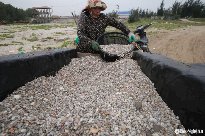 Có những người, mỗi ngày cào được cả tạ dắt, có thu nhập từ 300.000-500.000 đồng. Ảnh: T.P
