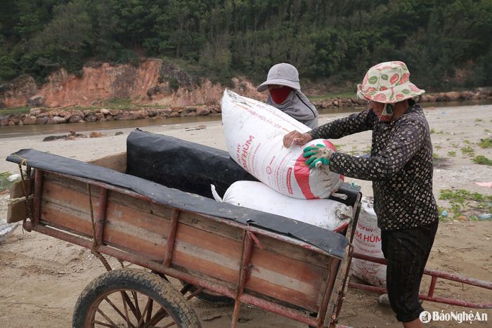 Dắt được thương lái thu mua với giá 4.000-5.000 đồng/kg. Ảnh: T.P