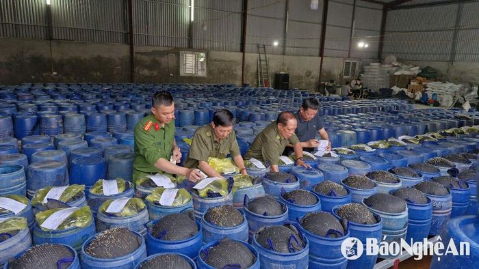 Lực lượng chức năng tiến hành niêm phong tang vật là các thùng chứa giá đỗ ngâm hóa chất. Ảnh: Phạm Thủy
