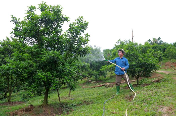 Bí thư Chi bộ, Trưởng khu Ngả Hai Hà Văn Đoan chăm sóc vườn cam của gia đình.