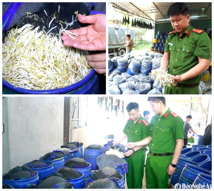Để tăng sản lượng, giá đỗ to, mập và đẹp mắt hơn, các đối tượng đã sử dụng “nước kẹo” để tưới vào các lu giá đỗ trong quá trình sản xuất. Ảnh: Phạm Thủy