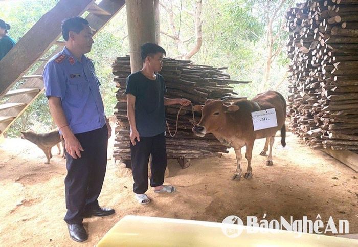Con bò tranh chấp giữa hộ ông Lô Văn Thương và bà La Thị Ỏn, cùng trú tại bản Yên Hợp, xã Yên Hòa, huyện Tương Dương. Ảnh: Bé Nguyễn