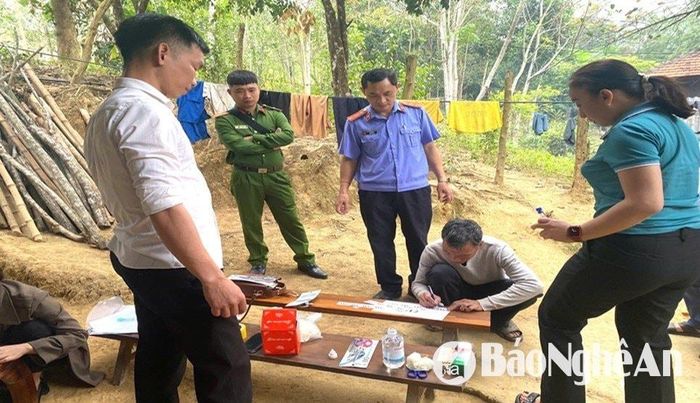 Cơ quan chức năng lấy mẫu giám định ADN đối với con bò tranh chấp giữa hộ ông Lô Văn Thương và bà La Thị Ỏn cùng trú tại bản Yên Hợp, xã Yên Hòa, huyện Tương Dương. Ảnh: Bé Nguyễn