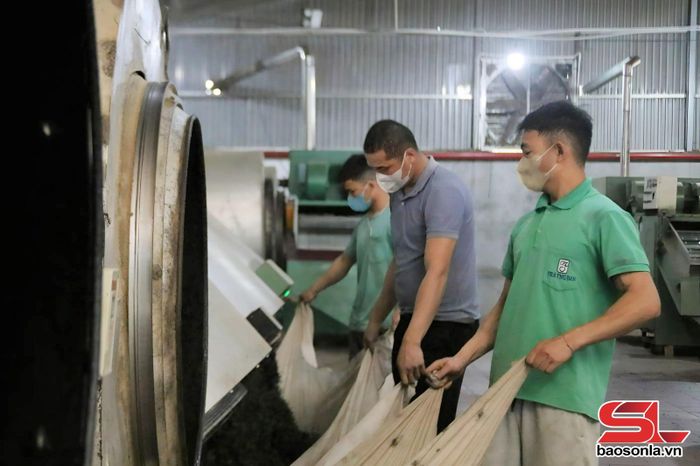 Ca sản xuất của công nhân Công ty TNHH Trà Thu Đan, xã Phổng Lái, huyện Thuận Châu.
