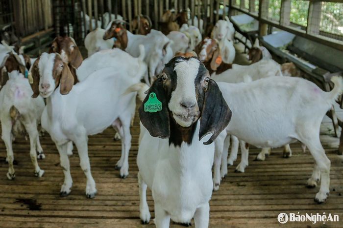 Giá dê thịt thương phẩm tăng cao nhất trong vòng 3 năm qua. Ảnh: T.P